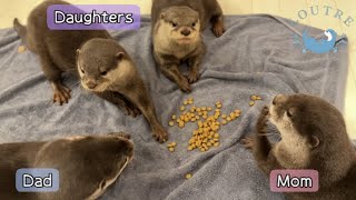 Why Is Daughter Otter Kisses Mommy but Attacks Daddy?!