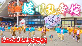 【蜷川乱舞桜】きっときとよさこい2024 - #新湊きっときと市場 #富山