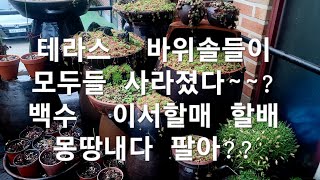 테라스  바위솔들이  몽땅  사라졌다??                       백수  이서할매  할배  돈없어  다팔아 먹었나??