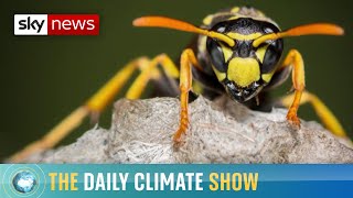 How a world without wasps would be worse than you think