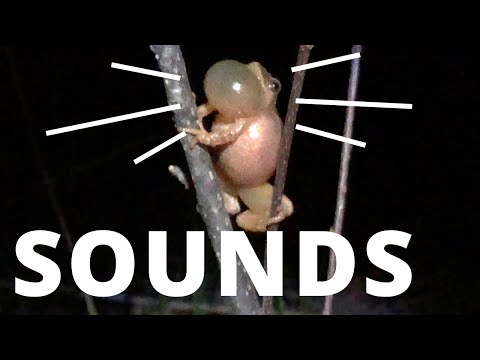 What kind of sound does a frog make?