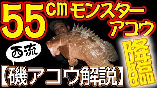 55cmアコウ降臨 西くんの磯アコウ徹底解説