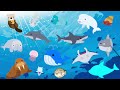 水族館へ行こう！3【子供向け 海の生き物アニメ】海の生き物 お魚さんたちが大集合！クジラ イルカ シロイルカ マンボウ サメクリオネなど人気の16種類の生き物の名前を覚えよう【知育動画】