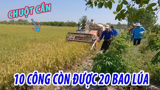 Bắt chuột theo máy cắt lúa, 10 công lúa bị chuột cắn còn lại chưa được 20 bao . cdmt