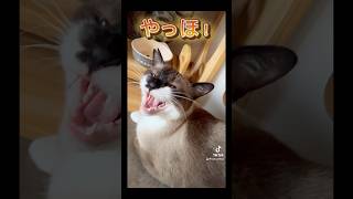 【お返事】やっほー！って鳴いてくる元野良猫が可愛い#shorts #保護猫 #野良猫 #お返事シリーズ