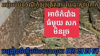 ការចិញ្ចឹមចង្រិត 89(របៀបលាយចំណីបំប៉នកុំឲ្យចង្រិតងាប់វ័យដុះស្លាបកាក់) សិក្សាFree 069 24 24 64 🙏🦗❤️