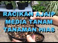 RACIKAN AJAIB MEDIA TANAM UNTUK TANAMAN HIAS