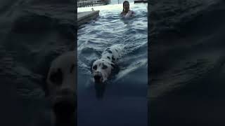 Amandacerny with Dogs #shorts #amandacerny #viral