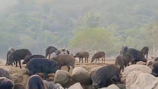 曾文水庫觀光遊艇-曾文水庫山豬島🐗