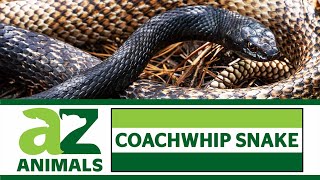 Coachwhip Snakes: Incredible Facts, Habitat, Size, Diet, and More