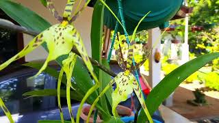 Brassia maculata oncidium orchid | Orchid care |M&K | Dr.Manuka Thilakaratne