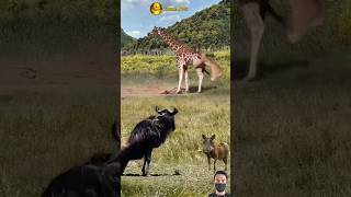 WOW!! PERSETERUAN JERAPAH SINGA DAN WILDEBEEST #animals #shorts