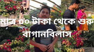 মাত্র ৩০ টাকা থেকে শুরু বাগানবিলাসের ৩৭টি ভ্যারাইটি