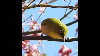 メジロの鳴き声（鳥の鳴き声図鑑）