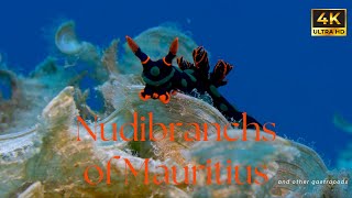 Diving in Mauritius: Amazing Nudibranchs \u0026 Sea Slugs