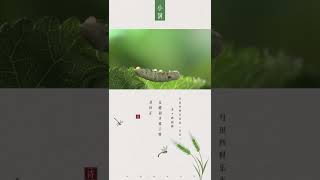 二十四节气之小满：为何说这是一年中最好的时节？| CCTV