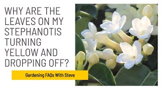 Why are the leaves on my Stephanotis turning yellow and dropping off?