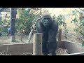 bang young silverback gorilla striking the glass. gentaro｜momotaro family