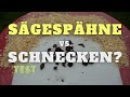 Hält Sägespäne Schnecken fern? Im Gartentest!