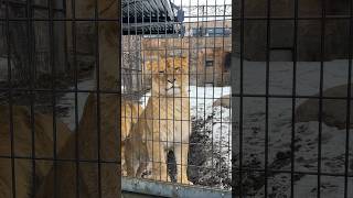 【旭山動物園オリトファミリー】レイちゃん、オリトファミリーのみんなのおかげで毎日癒されています🥰#旭山動物園#オリトファミリー#ライオン