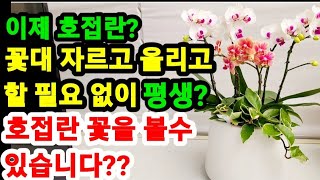 전 세계 최초?호접란 꽃대 자르고 올리고 안해도 평생? 호접란 꽃피우기 할수 있습니다?