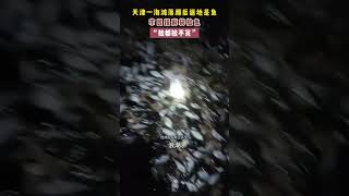 天津一海滩落潮后遍地是鱼，市民提麻袋捡鱼#fishing