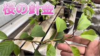 桜の針金！取ったり、かけたり！【枝垂れ桜と八重桜（Weeping cherry tree &Double cherry blossom）】