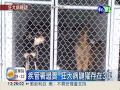 狂犬病鼬獾 驚爆3年前早發現