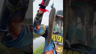 តោះ លេងនុយជ័យ #fishing #fishingvideo #casting #fish #snakeheadfish #fishingtips #បបក់ត្រី2023