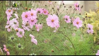 Quel entretien pour votre prairie fleurie ? -  Truffaut