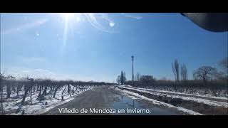 Recorrimos un Viñedo de Mendoza. Todo Nevado. Julio 2022