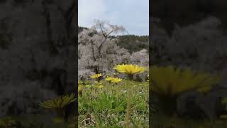 京都・平安郷の春 桜満開 令和6年（2024年）4月6日