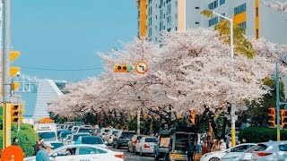 Rural life South Korea cherry blossom 4k busan sasang