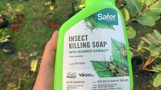 Organic insect killing soap with seaweed extract