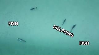 Dolphin Dinner-Time