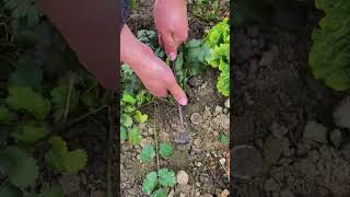 The process of pulling organic coriander