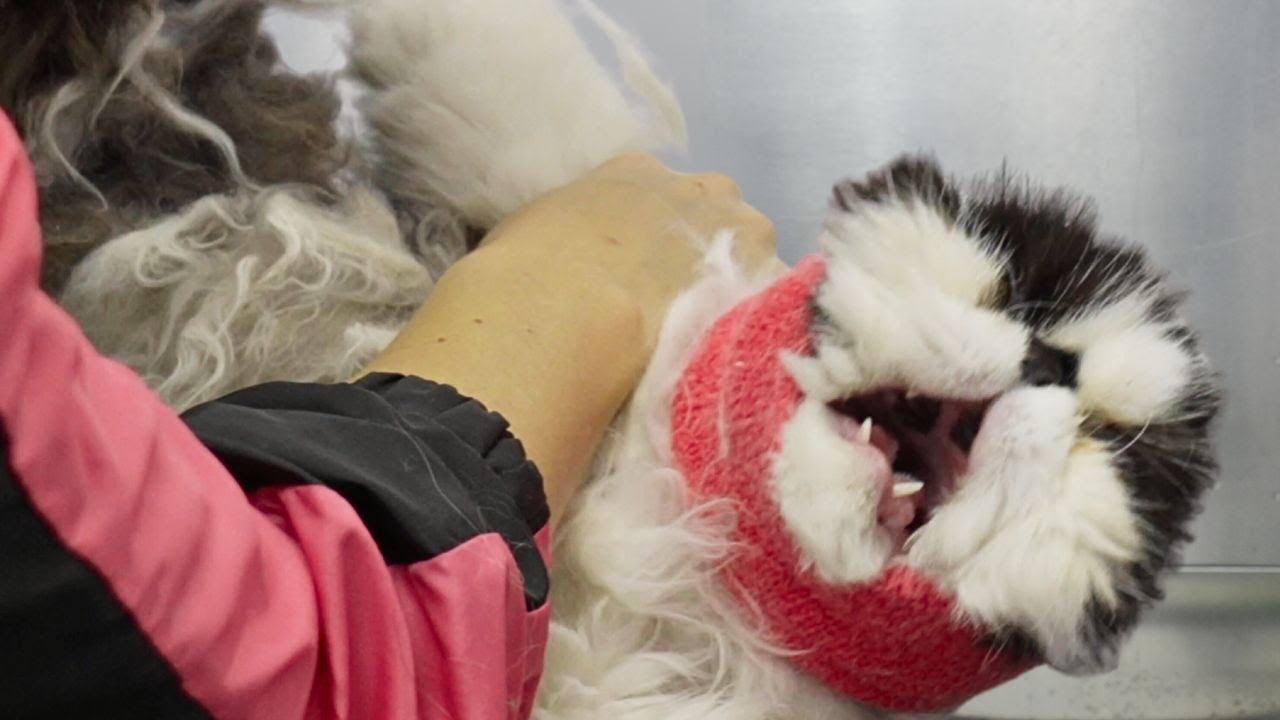 An Extreme Emergency Situation Persian Cat Youtube