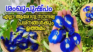 ശംഖുപുഷ്പത്തിന്റെ അത്ഭുത ഗുണങ്ങൾ Butterfly Pea Flower ||Benefits of shankupushpam |Clitoria ternatea