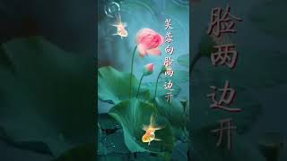 诗词里的中国—《采莲曲》唐·王昌龄