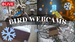 LIVE 🔴 Bird Cams 24/7 ｜Caméras oiseaux 24/7 - 7am ➡️ DAY ☀️  7pm ➡️ NIGHT 🌙