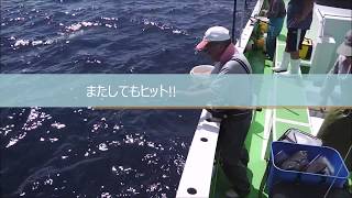 圧倒的なヒット率!! 相模湾のコマセキハダ 6ヒット2キャッチ!!