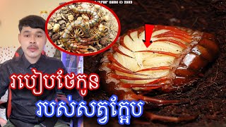 មកស្គាល់លម្អិតអំពីសត្វក្អែបនឹងការចិញ្ចឹមកូនរបស់វា l Mr.Veasna