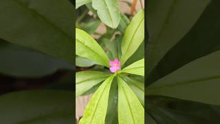 Philippine Spinach ( Talinum fruticosum, Waterleaf Plant, Ceylon spinach, Nela Basale ) #plants