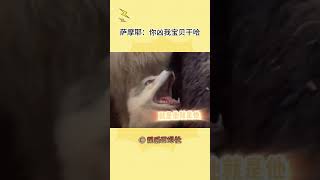 萨摩耶：我不管，我宝贝哭了  #shorts