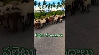 స్వచ్ఛమైన పల్లెటూరి విశేషాలు 🌴🌴🐐🐐#shortsfeed #village#villagelife #morningvibes #subscribe #trending