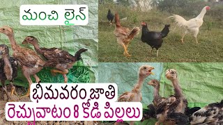 మంచి లైన్ 2 నెలల వయస్సు 8 పిల్లలు //8977779609 //#nanifarms #birds