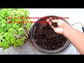 how to grow amaranth seed to harvest తోటకూర easily in just 21 days english subtitles