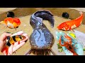 Most Amazing Catch Catfish in Tiny Pond, Pearlscale Goldfish, Ornamental Fish, Exotic Fish, Guppies