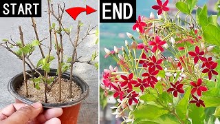 SUPER EASY Method To GROW Rangoon Creeper From Cuttings