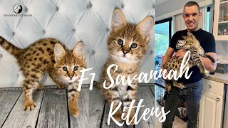 F1 Savannah Kittens For Sale in Iowa, United States | $4000 Starting